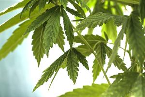 Cannabis: ddl slitta a settembre