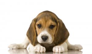 Tassa sui cani non sterilizzati: proposta di emendamento